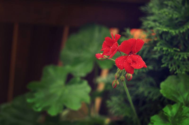 geranium1
